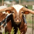 Texas Political Lobbyists
